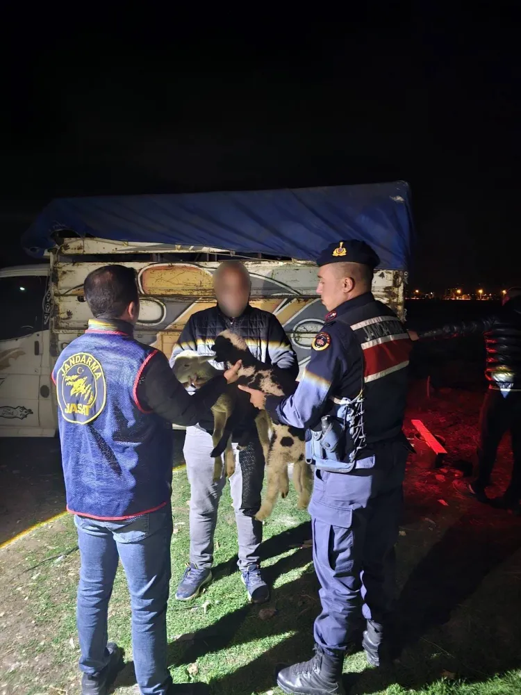 KOYUN HIRSIZLARI YAKALANDI