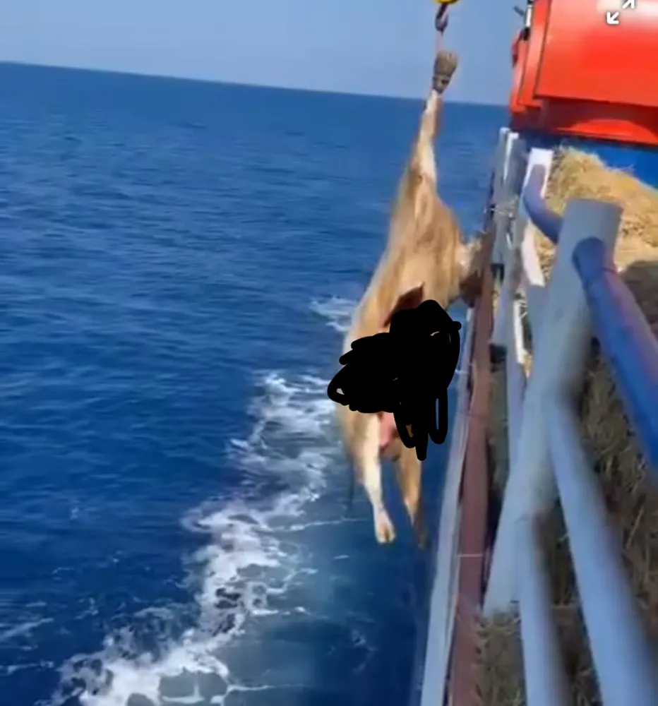 İYİ Parti’den Hastalıklı Hayvan İthalatı ve Artan Şap Vakalarına Sert Tepki